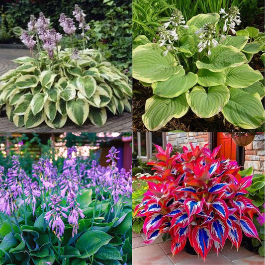 AI IMPORTED SEEDS HOSTA SEEDS AND PLANT GROWTH FREE PACK 2