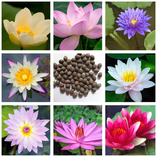 Bonsai Lotus Flower Seeds( 20 SEEDS)