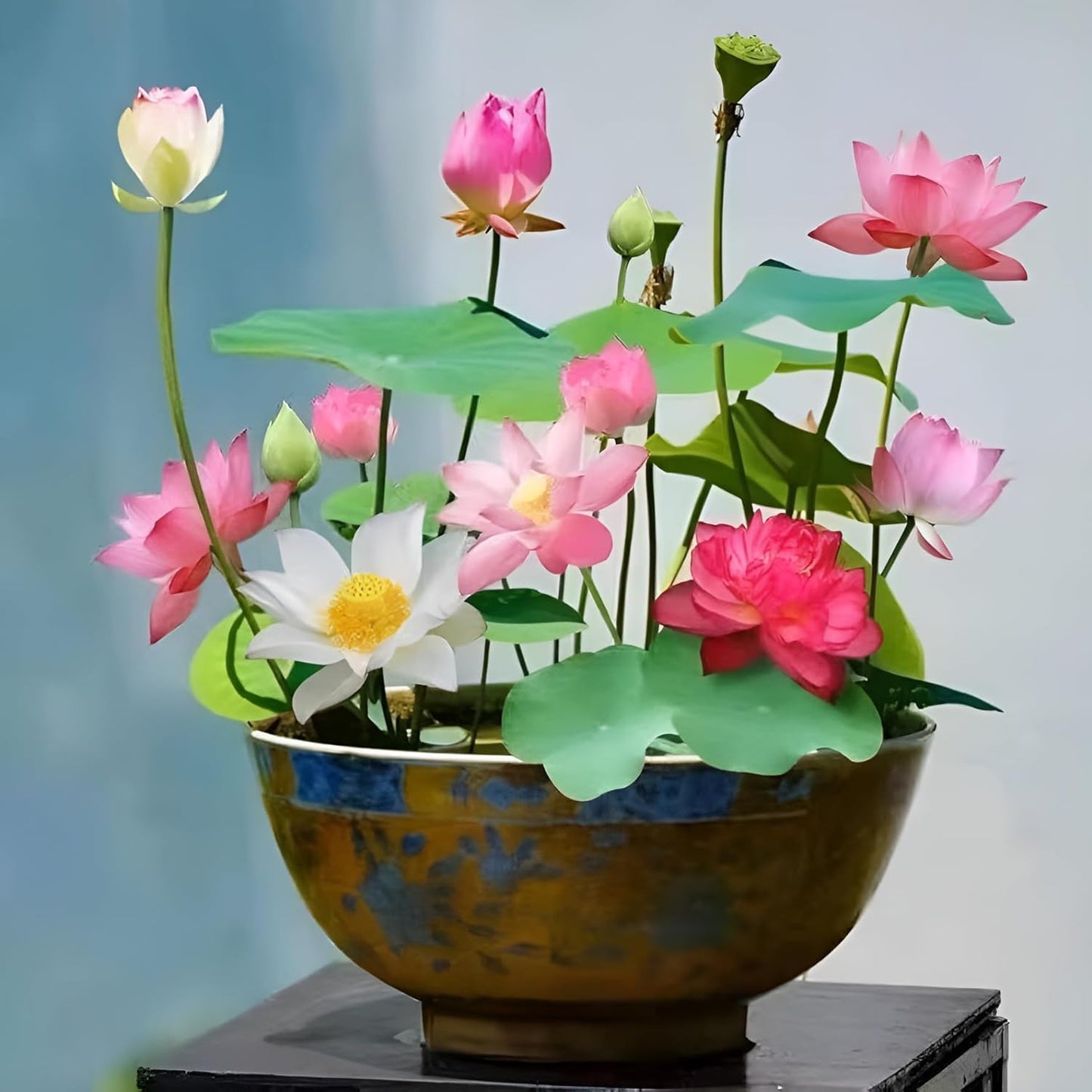 Bonsai Lotus Flower Seeds( 20 SEEDS)