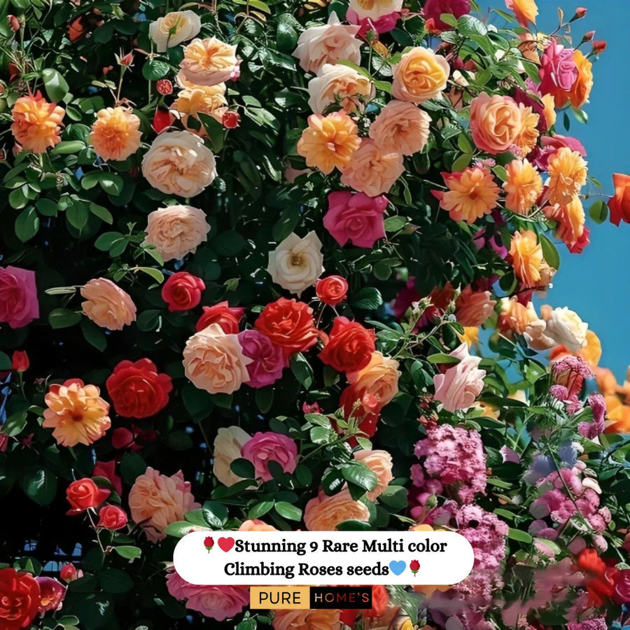 AI elegant climbing rose flower seeds pack 2(100 seeds)