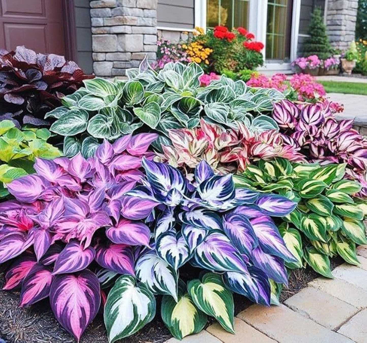 AI IMPORTED SEEDS HOSTA SEEDS AND PLANT GROWTH FREE  PACK 2