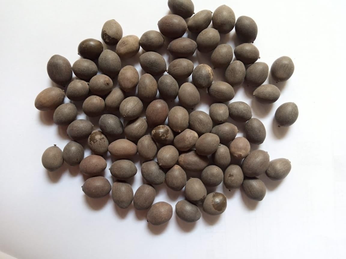 Bonsai Lotus Flower Seeds( 20 SEEDS)